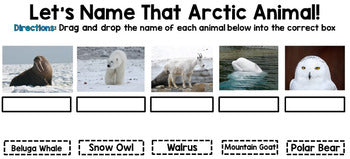 Google Drive - Arctic Animals Research - Special Education - Winter - Unit 1